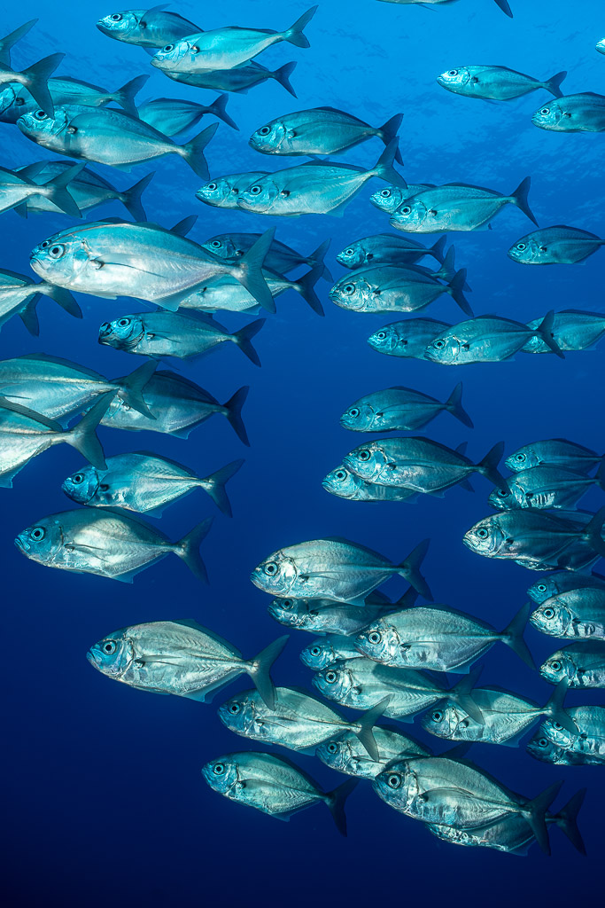 Bigeye trevallies spread through blue water in vertical frame, El Boiler (San Benedicto), Revillagigedo, Mexico