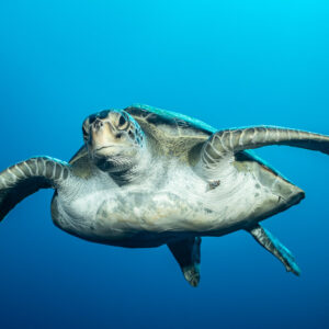 Green sea turtle swimming toward the camera with flippers spread, El Boiler (San Benedicto), Revillagigedo, Mexico