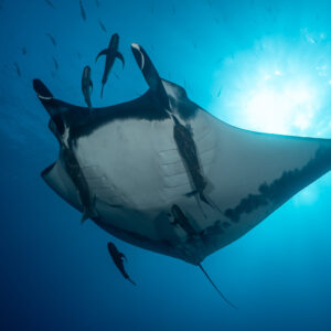 Giant oceanic manta ray belly seen from below against the sun, with remoras, El Boiler (San Benedicto), Revillagigedo, Mexico