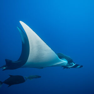 Giant oceanic manta ray banking to show its white underside, remora below, El Boiler (San Benedicto), Revillagigedo, Mexico