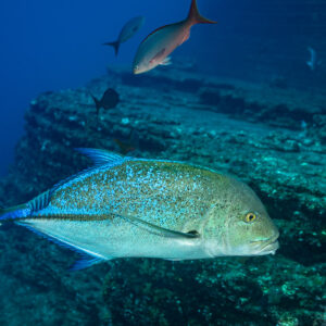 Bluefin trevally swimming over a rocky ledge with a red snapper above, El Boiler (San Benedicto), Revillagigedo, Mexico