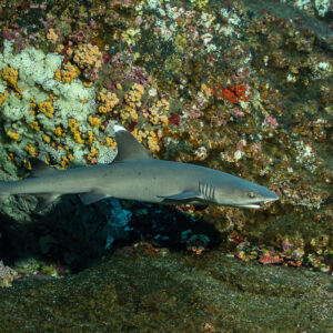 Whitetip reef shark swimming along a wall covered with orange cup corals, Roca Partida, Revillagigedo, Mexico