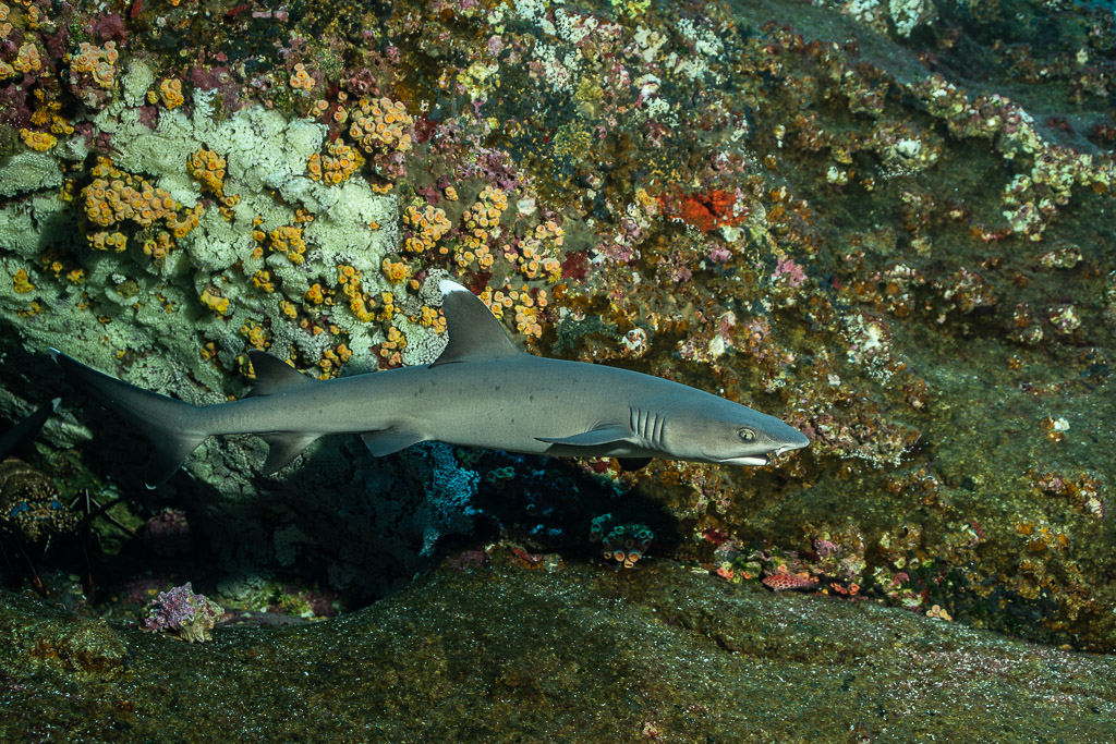 Whitetip reef shark swimming along a wall covered with orange cup corals, Roca Partida, Revillagigedo, Mexico