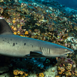 Close-up of a whitetip reef shark passing a colourful encrusted wall, Roca Partida, Revillagigedo, Mexico