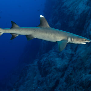 Whitetip reef shark in profile along a deep blue rocky wall, Roca Partida, Revillagigedo, Mexico