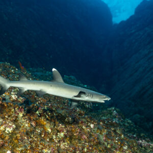 Whitetip reef shark over an encrusted slope at the entrance of a crevice, Roca Partida, Revillagigedo, Mexico