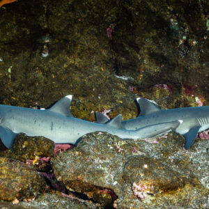 Two whitetip reef sharks resting side by side on a rocky ledge, Roca Partida, Revillagigedo, Mexico