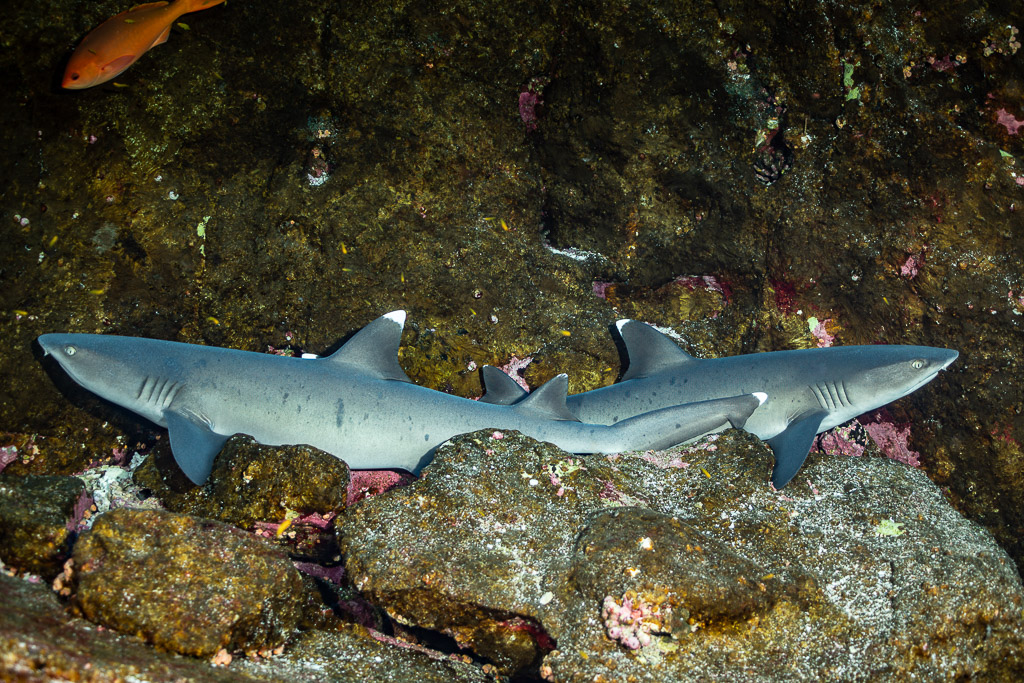 Two whitetip reef sharks resting side by side on a rocky ledge, Roca Partida, Revillagigedo, Mexico