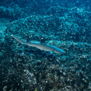 Whitetip reef shark swimming low over a rugged rocky reef, Roca Partida, Revillagigedo, Mexico