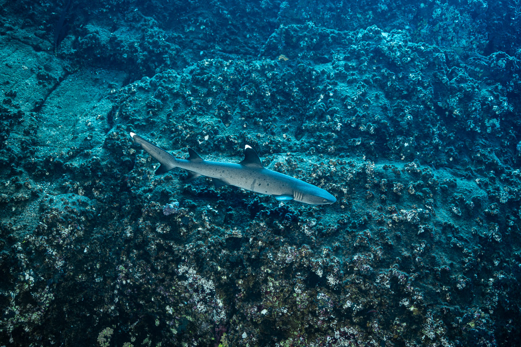 Whitetip reef shark swimming low over a rugged rocky reef, Roca Partida, Revillagigedo, Mexico