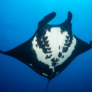 Giant oceanic manta ray head-on from below showing its spotted white belly, Roca Partida, Revillagigedo, Mexico