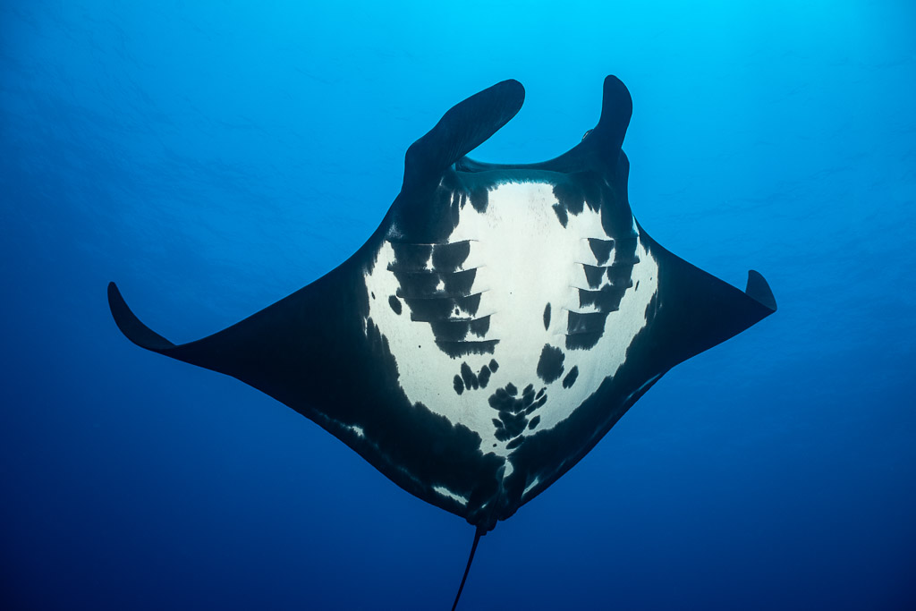 Giant oceanic manta ray head-on from below showing its spotted white belly, Roca Partida, Revillagigedo, Mexico