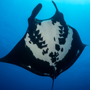Giant oceanic manta ray from below with cephalic fins raised, closer framing, Roca Partida, Revillagigedo, Mexico