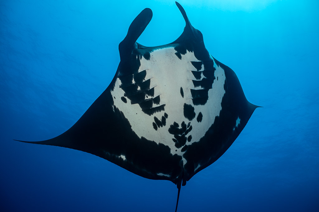 Giant oceanic manta ray from below with cephalic fins raised, closer framing, Roca Partida, Revillagigedo, Mexico