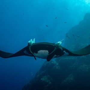 Giant oceanic manta ray gliding along a rocky slope, wings spread wide, Roca Partida, Revillagigedo, Mexico