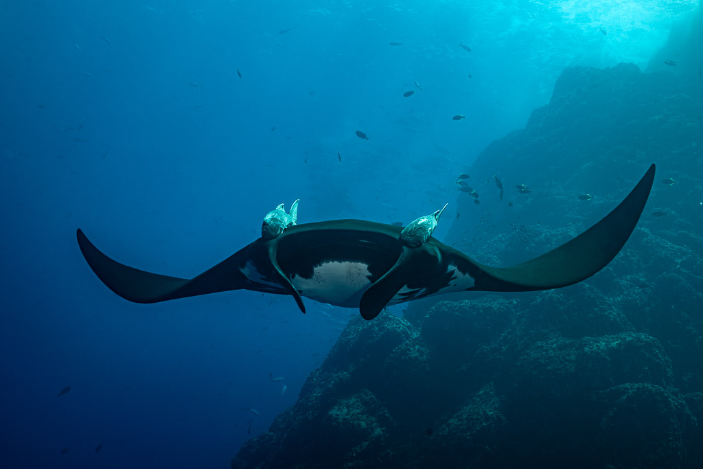 Giant oceanic manta ray gliding along a rocky slope, wings spread wide, Roca Partida, Revillagigedo, Mexico