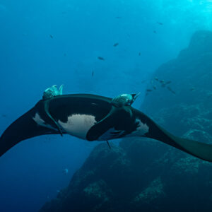Giant oceanic manta ray banking near a reef wall with remoras on its head, Roca Partida, Revillagigedo, Mexico