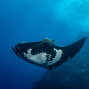 Giant oceanic manta ray approaching head-on with remoras, reef behind, Roca Partida, Revillagigedo, Mexico