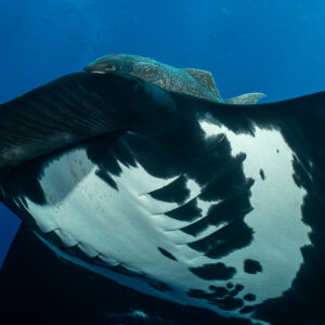 Close-up of a giant oceanic manta ray belly and remora under the wing, Roca Partida, Revillagigedo, Mexico