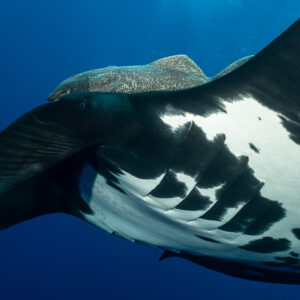 Detail of a giant oceanic manta ray cephalic fin and spotted belly with remora, Roca Partida, Revillagigedo, Mexico