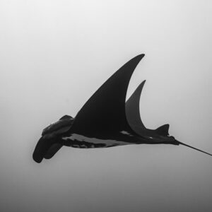 Black-and-white silhouette of a giant oceanic manta ray banking in open water, Roca Partida, Revillagigedo, Mexico