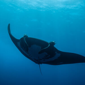 Giant oceanic manta ray passing overhead with remoras, seen from below, Roca Partida, Revillagigedo, Mexico