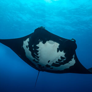 Giant oceanic manta ray belly in full view under the surface, Roca Partida, Revillagigedo, Mexico