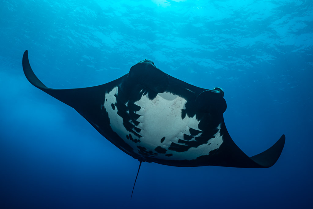 Giant oceanic manta ray belly in full view under the surface, Roca Partida, Revillagigedo, Mexico