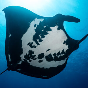 Giant oceanic manta ray backlit by the sun, tilted underside view, Roca Partida, Revillagigedo, Mexico