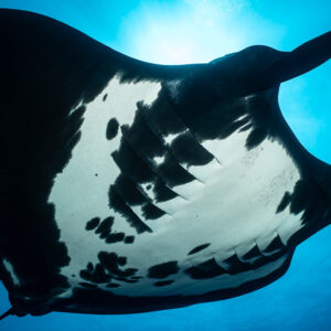 Giant oceanic manta ray filling the frame, wing tips cut, sunburst behind, Roca Partida, Revillagigedo, Mexico