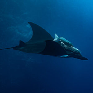 Giant oceanic manta ray with large remoras gliding over deep blue water, Roca Partida, Revillagigedo, Mexico