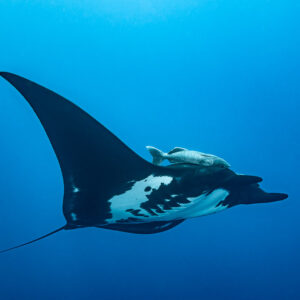 Giant oceanic manta ray in profile with a large remora on its back, Roca Partida, Revillagigedo, Mexico