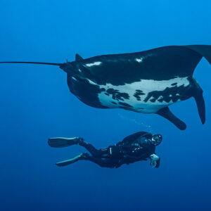 Giant oceanic manta ray swimming above a diver in blue water, Roca Partida, Revillagigedo, Mexico