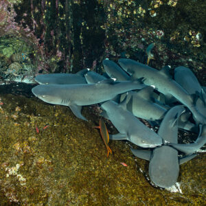 Amas de requins corail au repos sous un surplomb rocheux, Roca Partida, Revillagigedo, Mexique