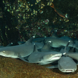 Whitetip reef sharks piled on a ledge, one facing the camera, Roca Partida, Revillagigedo, Mexico