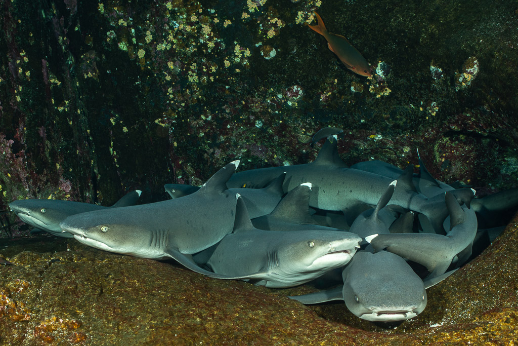 Whitetip reef sharks piled on a ledge, one facing the camera, Roca Partida, Revillagigedo, Mexico