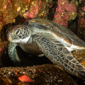 Green sea turtle resting in a rocky crevice among encrusting life, Roca Partida, Revillagigedo, Mexico