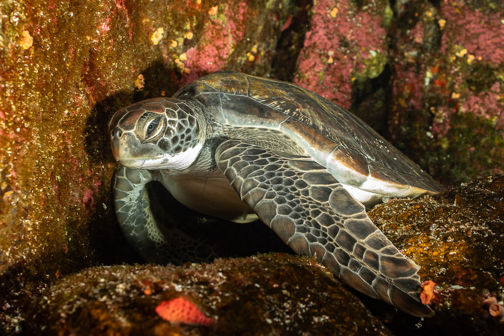 Green sea turtle resting in a rocky crevice among encrusting life, Roca Partida, Revillagigedo, Mexico