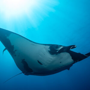 Giant oceanic manta ray underside lit by sunbeams, diagonal composition, Roca Partida, Revillagigedo, Mexico
