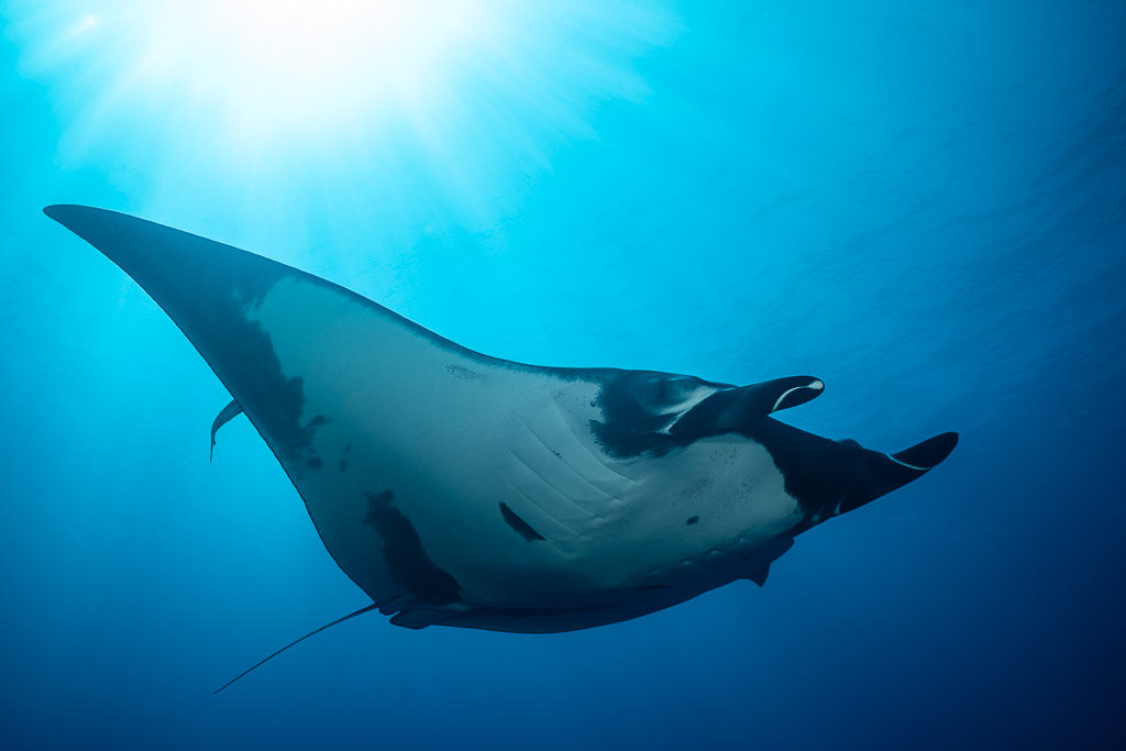Giant oceanic manta ray underside lit by sunbeams, diagonal composition, Roca Partida, Revillagigedo, Mexico