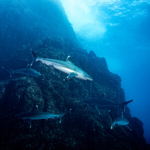 Silvertip sharks circling a steep rocky pinnacle under sunlight, vertical crop, Roca Partida, Revillagigedo, Mexico