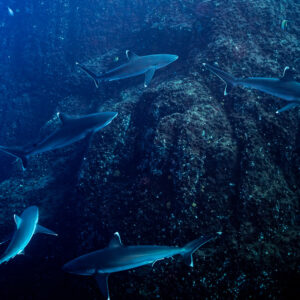 Five silvertip sharks patrolling along a dark rock wall, Roca Partida, Revillagigedo, Mexico