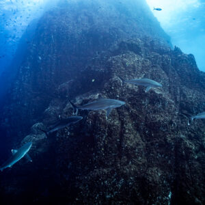 Requins à pointes blanches au pied d’un pinacle montant vers la lumière, Roca Partida, Revillagigedo, Mexique
