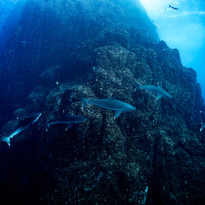 Silvertip sharks spread along a pinnacle wall with surface light above, Roca Partida, Revillagigedo, Mexico