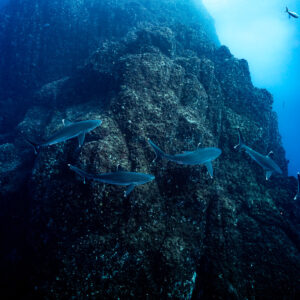 Group of silvertip sharks cruising past a rocky pinnacle, wide view, Roca Partida, Revillagigedo, Mexico