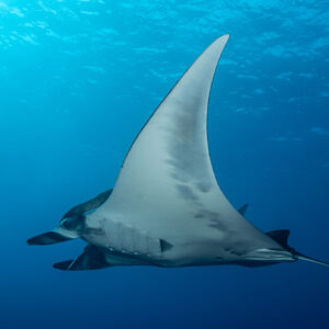 Giant oceanic manta ray banking to show its pale underside, mouth open, Roca Partida, Revillagigedo, Mexico