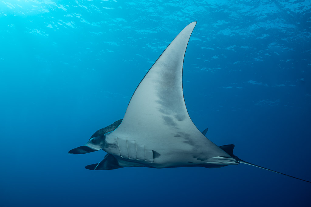 Giant oceanic manta ray banking to show its pale underside, mouth open, Roca Partida, Revillagigedo, Mexico