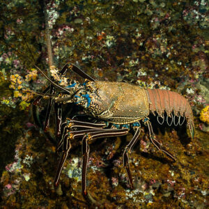 Pronghorn spiny lobster with striped legs walking on an encrusted rock, Roca Partida, Revillagigedo, Mexico