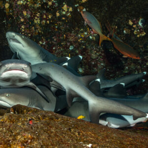 Whitetip reef sharks piled on a ledge with red snappers above, Roca Partida, Revillagigedo, Mexico
