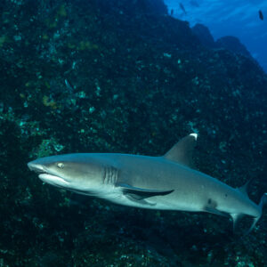 Whitetip reef shark cruising along a dark reef wall, close side view, Roca Partida, Revillagigedo, Mexico